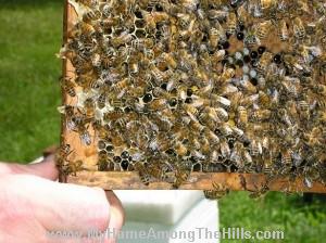Larva, brood, pollen, bees