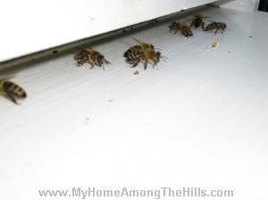 More bees fanning