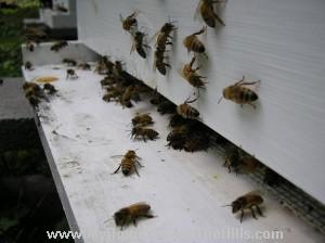 Bees fanning on landing board