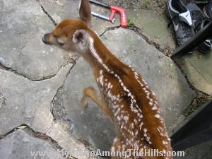 New fawn