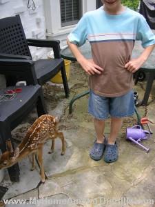Isaac and the fawn