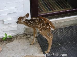fawn knocking on the door