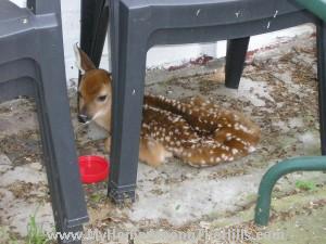 naptime for fawn