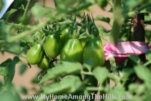 Roma Tomatoes