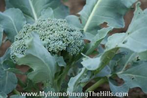 Broccoli