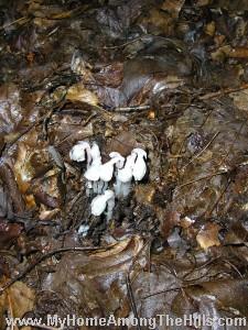 Indian Pipes