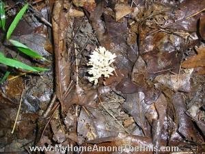 coral mushroom variety coral mushroom variety