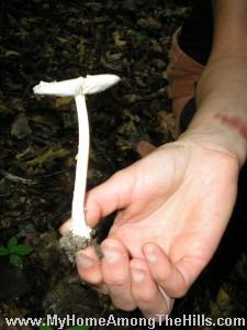 Amanita variety - white grisette? Amanita variety - white grisette?