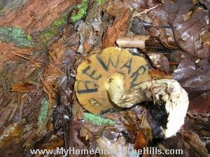Bay or bluing bolete? Bay or bluing bolete?