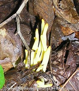 orange spindle coral mushroom orange spindle coral mushroom