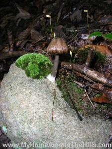 LBM - little brown mushroom LBM - little brown mushroom
