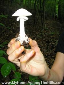 Destroying Angel2 - this will kill you Destroying Angel2 - this will kill you