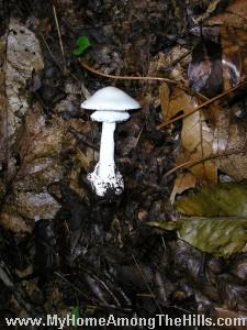 Destroying Angel - this will kill you Destroying Angel - this will kill you