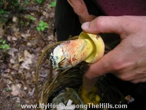 Boletus pseudosensibilis