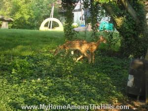 Fawns