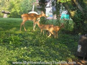 Family of deer Family of deer