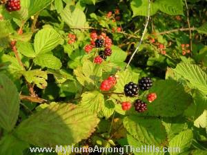 WV Blackberries