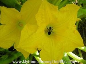 Bumblebee in yellow squash flower