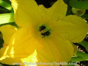 Bumblebees in yellow squash flower