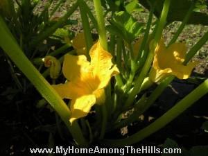 yellow squash flower