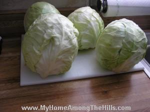 cabbage for kraut