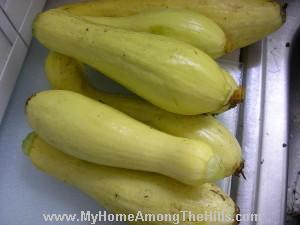 Yellow squash harvest
