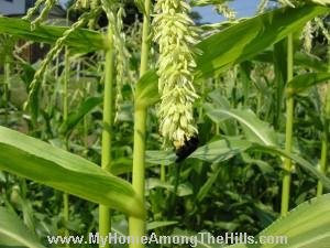 Blue orchard mason bees on corn