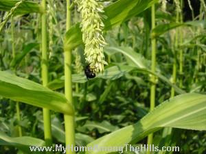 Blue orchard mason bees on corn