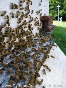 honeybees at hive entrance