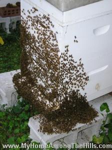 Bees Bearding