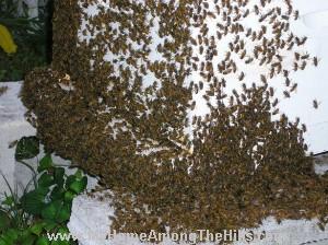 Bees bearding