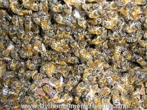 Closeup of bee swarm