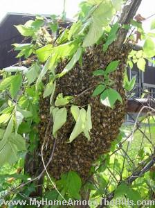 belle swarm 2