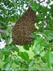 hermitage swarm