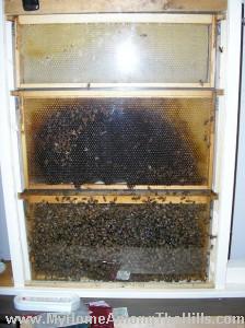 observation hive 2