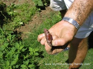 The beast larva!