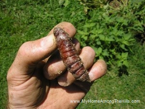 A mystery larva