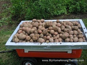 Taters!