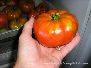 Behold...the tomato!