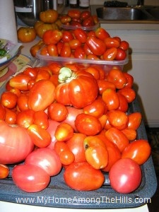 Piles of tomatoes!