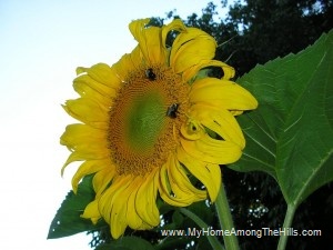 Bumblebees on sunflower