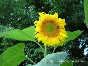 Bumblebees on sunflower
