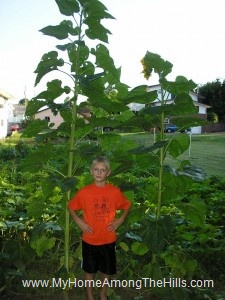 Isaac in sunflowers