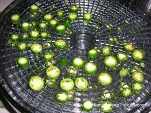 Drying jalapenos