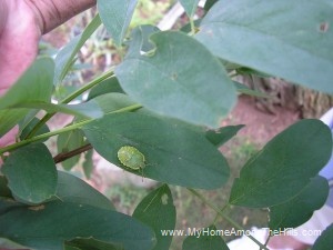 Green bug on black locust Green bug on black locust