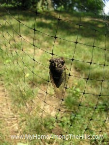 Cicada in the backyard