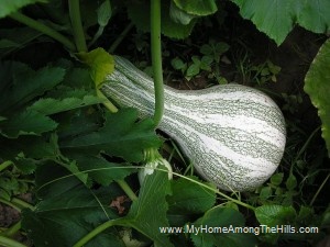 Isn't that a cute little squash