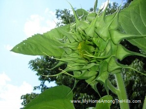 Green sunflower Green sunflower