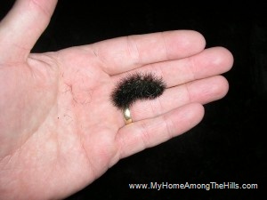 Wooly worm