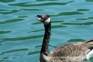 Cookskin park's geese